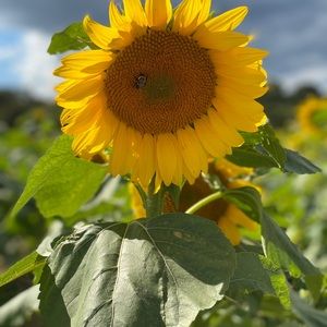 Meet your Posher, Niala